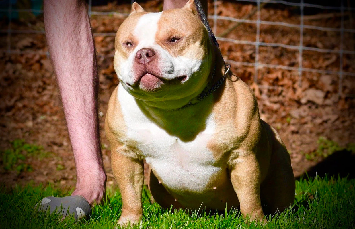 3 INCREDIBLE AMERICAN BULLY PUPPIES FOR SALE - Venomline